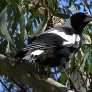 Gymnorhina tibicen at Greenway, ACT - 19 Feb 2017