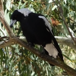 Gymnorhina tibicen at Greenway, ACT - 19 Feb 2017