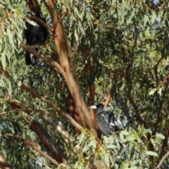 Gymnorhina tibicen at Greenway, ACT - 19 Feb 2017