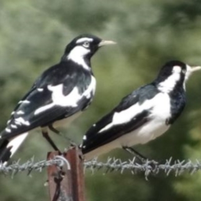 Grallina cyanoleuca (Magpie-lark) at Greenway, ACT - 19 Feb 2017 by SteveC