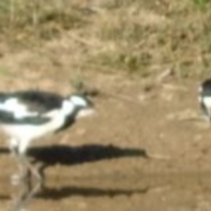 Grallina cyanoleuca at Greenway, ACT - 19 Feb 2017