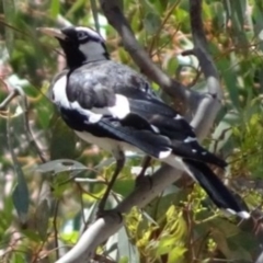 Grallina cyanoleuca at Greenway, ACT - 19 Feb 2017