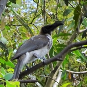 Philemon corniculatus at Greenway, ACT - 19 Feb 2017