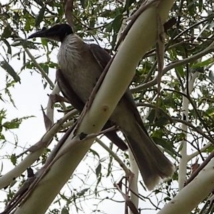 Philemon corniculatus at Greenway, ACT - 19 Feb 2017