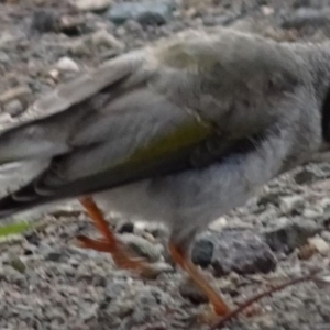 Manorina melanocephala at Greenway, ACT - 19 Feb 2017