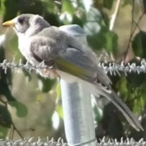 Manorina melanocephala at Greenway, ACT - 19 Feb 2017