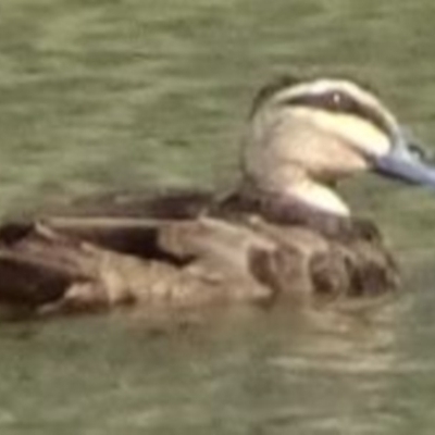 Anas superciliosa (Pacific Black Duck) at Greenway, ACT - 19 Feb 2017 by SteveC