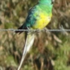 Psephotus haematonotus at Greenway, ACT - 19 Feb 2017