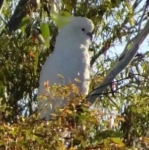 Cacatua galerita at Greenway, ACT - 19 Feb 2017