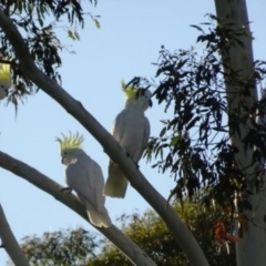 Cacatua galerita at Greenway, ACT - 19 Feb 2017