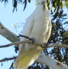 Cacatua galerita at Greenway, ACT - 19 Feb 2017 06:43 PM