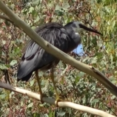 Egretta novaehollandiae at Greenway, ACT - 19 Feb 2017