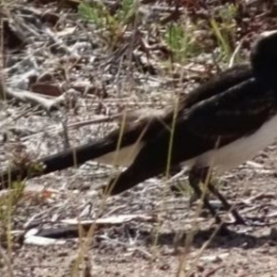 Rhipidura leucophrys (Willie Wagtail) at Greenway, ACT - 19 Feb 2017 by SteveC