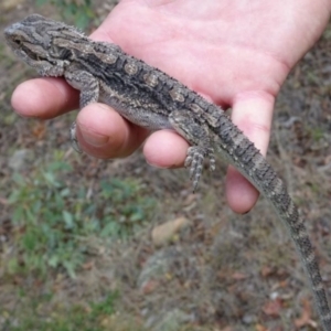 Pogona barbata at Greenway, ACT - 19 Feb 2017