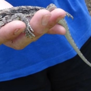 Pogona barbata at Greenway, ACT - 19 Feb 2017