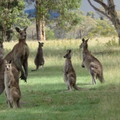 Macropus giganteus (Eastern Grey Kangaroo) at Greenway, ACT - 19 Feb 2017 by SteveC