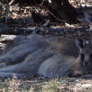 Macropus giganteus at Greenway, ACT - 19 Feb 2017 07:04 PM