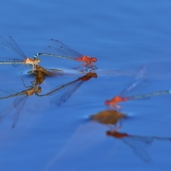 Xanthagrion erythroneurum (Red & Blue Damsel) at Undefined, ACT - 21 Feb 2017 by Jek