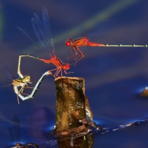 Xanthagrion erythroneurum at Undefined, ACT - 21 Feb 2017