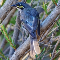 Caligavis chrysops (Yellow-faced Honeyeater) at Undefined, ACT - 21 Feb 2017 by Jek