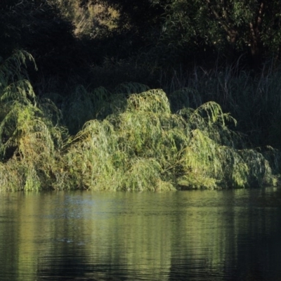 Salix babylonica (Weeping Willow) at Point Hut to Tharwa - 19 Feb 2017 by MichaelBedingfield