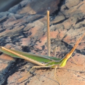 Acrida conica at Paddys River, ACT - 19 Feb 2017 08:03 PM