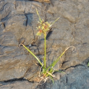 Cyperus eragrostis at Paddys River, ACT - 19 Feb 2017