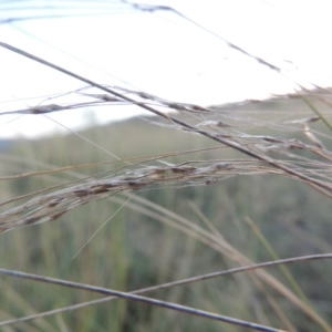 Nassella trichotoma at Paddys River, ACT - 19 Feb 2017