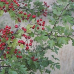 Crataegus monogyna (Hawthorn) at Paddys River, ACT - 19 Feb 2017 by michaelb