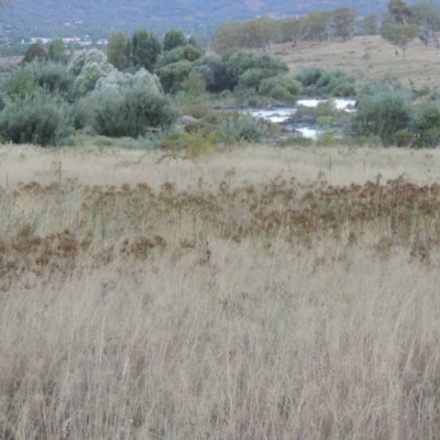 Hypericum perforatum (St John's Wort) at Paddys River, ACT - 19 Feb 2017 by michaelb