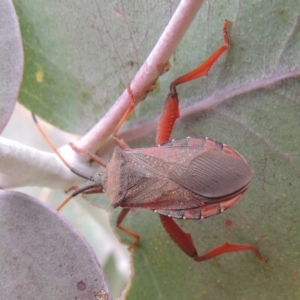 Amorbus sp. (genus) at Urambi Hills - 24 Jan 2017