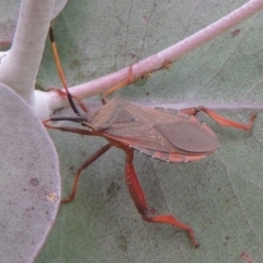 Amorbus sp. (genus) at Urambi Hills - 24 Jan 2017