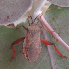 Amorbus sp. (genus) at Urambi Hills - 24 Jan 2017