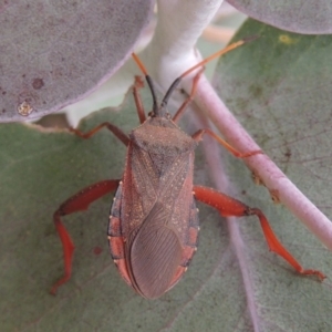 Amorbus sp. (genus) at Urambi Hills - 24 Jan 2017 07:58 PM