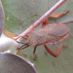 Amorbus sp. (genus) at Urambi Hills - 24 Jan 2017 07:58 PM