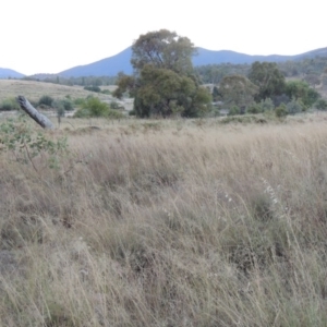 Eragrostis curvula at Paddys River, ACT - 19 Feb 2017