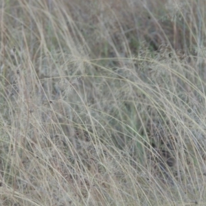 Eragrostis curvula at Paddys River, ACT - 19 Feb 2017