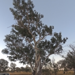 Eucalyptus polyanthemos (Red Box) at Paddys River, ACT - 19 Feb 2017 by MichaelBedingfield