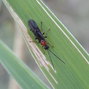 Braconidae (family) at Paddys River, ACT - 19 Feb 2017