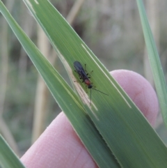 Braconidae (family) at Paddys River, ACT - 19 Feb 2017