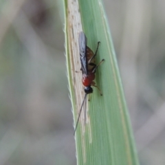 Braconidae (family) at Paddys River, ACT - 19 Feb 2017