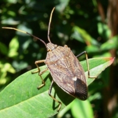 Poecilometis strigatus (Gum Tree Shield Bug) at Kambah, ACT - 15 Mar 2009 by HarveyPerkins