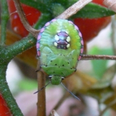 Nezara viridula at Kambah, ACT - 12 Mar 2009