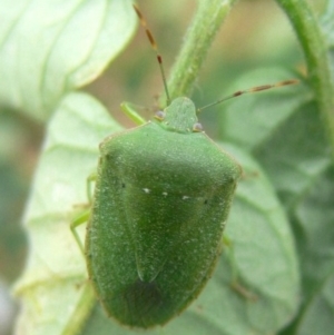 Nezara viridula at Kambah, ACT - 24 Mar 2009 05:10 PM