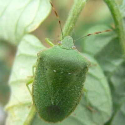 Nezara viridula (Green vegetable bug) at Kambah, ACT - 24 Mar 2009 by HarveyPerkins