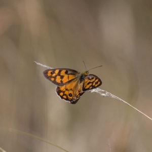 Heteronympha penelope at Rendezvous Creek, ACT - 21 Feb 2017 11:24 AM