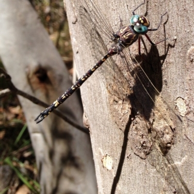 Austroaeschna multipunctata (Multi-spotted Darner) at Cotter River, ACT - 21 Feb 2017 by Ratcliffe
