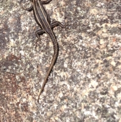 Pseudemoia spenceri (Spencer's Skink) at Cotter River, ACT - 20 Feb 2017 by Ratcliffe