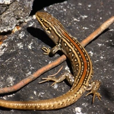 Liopholis whitii (White's Skink) at Cotter River, ACT - 21 Feb 2017 by Ratcliffe