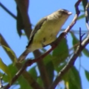 Smicrornis brevirostris at Greenway, ACT - 19 Feb 2017 06:45 PM